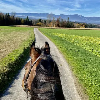 Vorschaubild Nr. 1 zu Reitbeteiligung in 4556 Aeschi SO