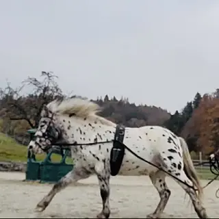 Vorschaubild Nr. 2 zu Reitbeteiligung in 3325 Hettiswil b. Hindelbank