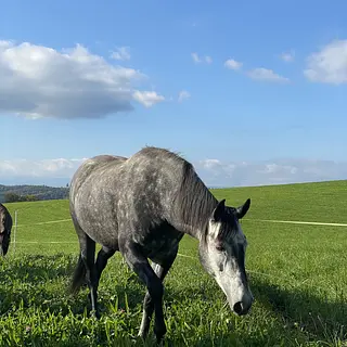 Vorschaubild Nr. 1 zu Reitbeteiligung in 3019 Bern