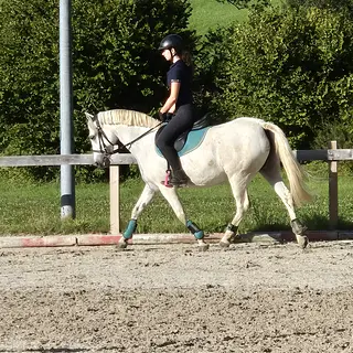 Vorschaubild Nr. 1 zu Reitbeteiligung in 4494 Oltingen