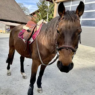 Vorschaubild Nr. 2 zu Reitbeteiligung in 3014 Bern