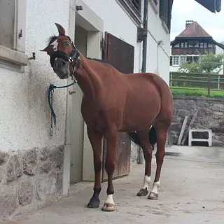 Vorschaubild Nr. 1 zu Reitbeteiligung in 8723 Rufi