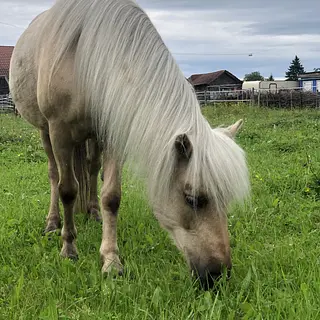 Vorschaubild Nr. 2 zu Reitbeteiligung in 3600 Thun