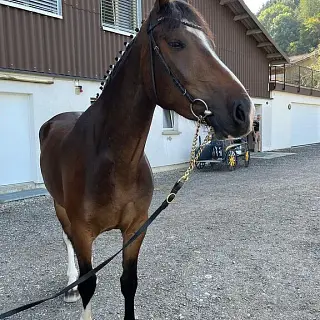 Vorschaubild Nr. 1 zu Reitbeteiligung in 6145 Fischbach LU