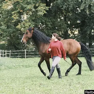 Vorschaubild Nr. 2 zu Reitbeteiligung in 4226 Breitenbach
