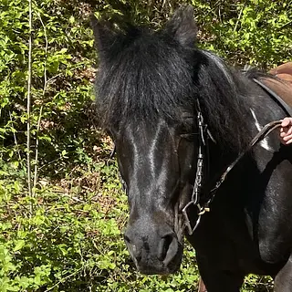 Vorschaubild Nr. 2 zu Reitbeteiligung in 8912 Obfelden