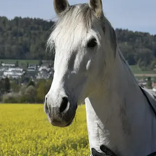 Vorschaubild Nr. 1 zu Reitbeteiligung in 8105 Regensdorf