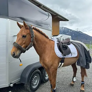 Vorschaubild Nr. 1 zu Reitbeteiligung in 8832 Wollerau