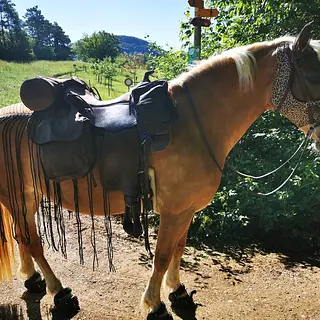 Vorschaubild Nr. 1 zu Reitbeteiligung in 5070 Frick