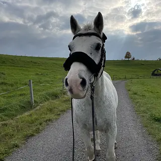 Vorschaubild Nr. 1 zu Reitbeteiligung in 8903 Birmensdorf ZH