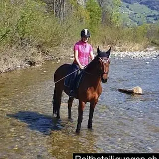 Vorschaubild Nr. 2 zu Reitbeteiligung in 6055 Alpnach Dorf