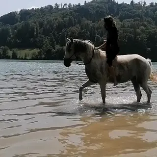 Vorschaubild Nr. 1 zu Reitbeteiligung in 3033 Wohlen b. Bern