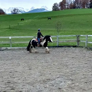 Vorschaubild Nr. 1 zu Reitbeteiligung in 3132 Riggisberg