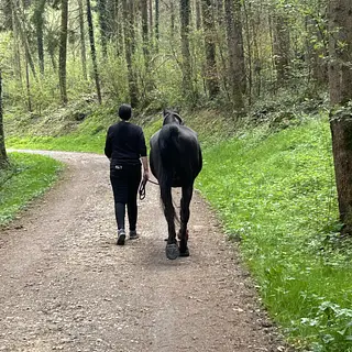 Vorschaubild Nr. 2 zu Reitbeteiligung in 9547 Wittenwil