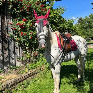 Vorschaubild Nr. 2 zu Reitbeteiligung in 8105 Regensdorf