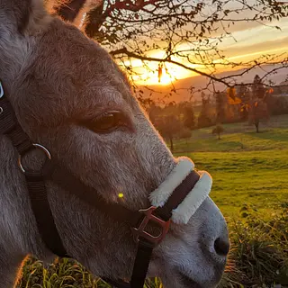Vorschaubild Nr. 1 zu Reitbeteiligung in 8340 Hinwil