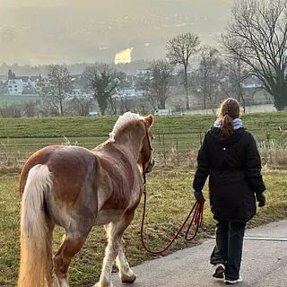 Vorschaubild Nr. 1 zu Reitbeteiligung in 5412 Gebenstorf
