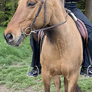 Vorschaubild Nr. 1 zu Reitbeteiligung in 3047 Bremgarten b. Bern