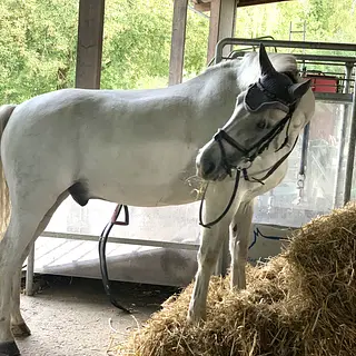 Vorschaubild Nr. 1 zu Reitbeteiligung in 8044 Zürich