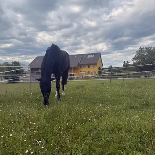 Vorschaubild Nr. 1 zu Reitbeteiligung in 8046 Zürich