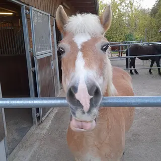Vorschaubild Nr. 1 zu Reitbeteiligung in 5632 Buttwil