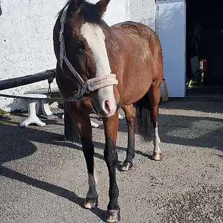 Vorschaubild Nr. 1 zu Reitbeteiligung in 3322 Urtenen-Schönbühl