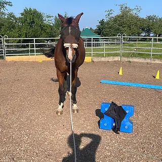 Vorschaubild Nr. 2 zu Reitbeteiligung in 5272 Gansingen