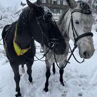 Vorschaubild Nr. 2 zu Reitbeteiligung in 3672 Oberdiessbach