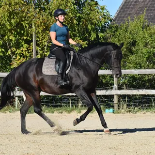 Vorschaubild Nr. 2 zu Reitbeteiligung in 9225 Wilen (Gottshaus)