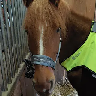 Vorschaubild Nr. 1 zu Reitbeteiligung in 8340 Hinwil