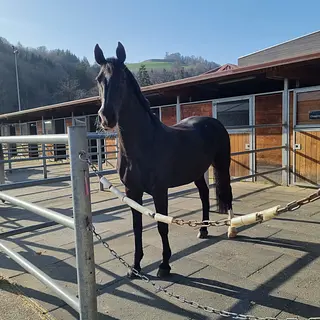 Vorschaubild Nr. 1 zu Reitbeteiligung in 3048 Worblaufen