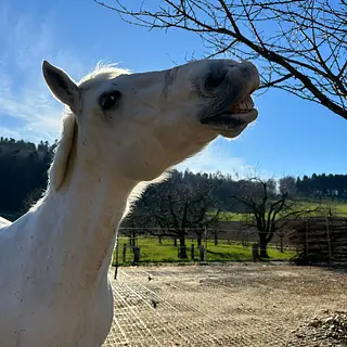 Vorschaubild Nr. 2 zu Reitbeteiligung in 4582 Brügglen
