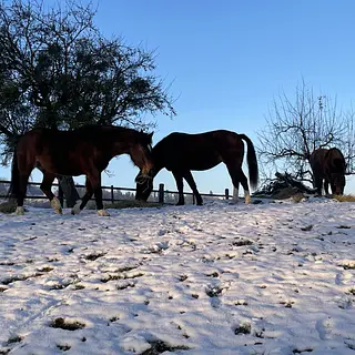 Vorschaubild Nr. 2 zu Reitbeteiligung in 3087 Niedermuhlern