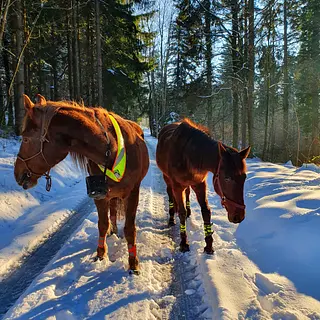 Vorschaubild Nr. 1 zu Reitbeteiligung in 9205 Waldkirch
