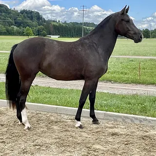 Vorschaubild Nr. 1 zu Reitbeteiligung in 8892 Berschis