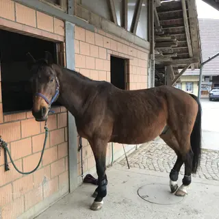 Vorschaubild Nr. 1 zu Reitbeteiligung in 3098 Köniz