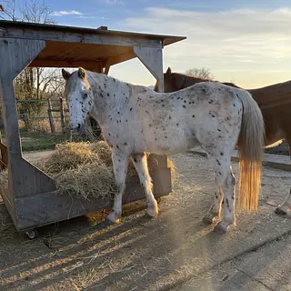 Vorschaubild Nr. 1 zu Reitbeteiligung in 8465 Rudolfingen