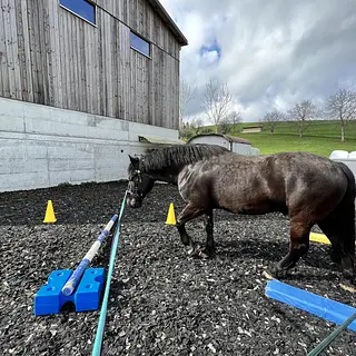 Vorschaubild Nr. 2 zu Reitbeteiligung in 6025 Neudorf