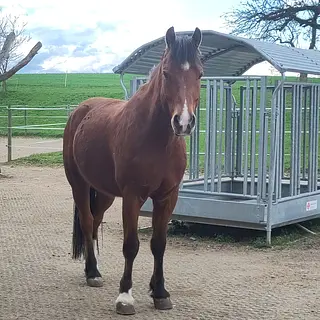 Vorschaubild Nr. 1 zu Reitbeteiligung in 9212 Arnegg