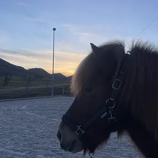 Vorschaubild Nr. 1 zu Reitbeteiligung in 4207 Bretzwil