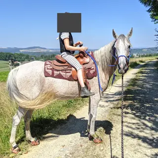 Vorschaubild Nr. 2 zu Reitbeteiligung in 8820 Wädenswil