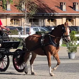 Vorschaubild Nr. 2 zu Reitbeteiligung in 5044 Schlossrued