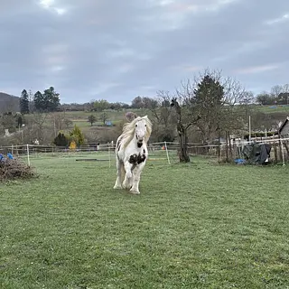 Vorschaubild Nr. 1 zu Reitbeteiligung in 9536 Schwarzenbach SG