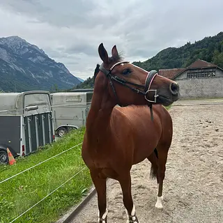 Vorschaubild Nr. 2 zu Reitbeteiligung in 8723 Rufi