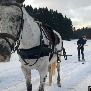 Vorschaubild Nr. 1 zu Reitbeteiligung in 8586 Erlen