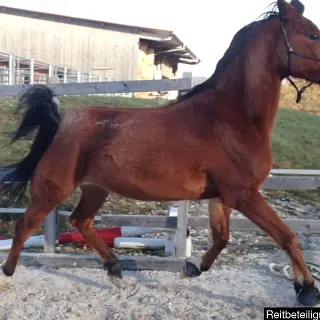 Vorschaubild Nr. 1 zu Reitbeteiligung in 4153 Reinach BL