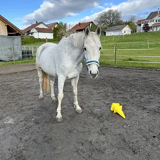 Vorschaubild Nr. 2 zu Reitbeteiligung in 4583 Mühledorf SO