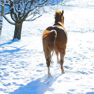 Vorschaubild Nr. 1 zu Reitbeteiligung in 4936 Kleindietwil