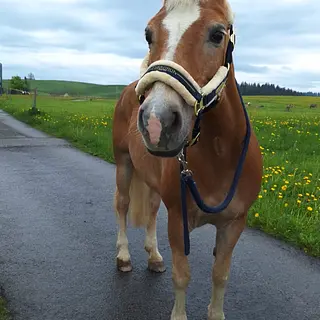 Vorschaubild Nr. 2 zu Reitbeteiligung in 9044 Wald AR