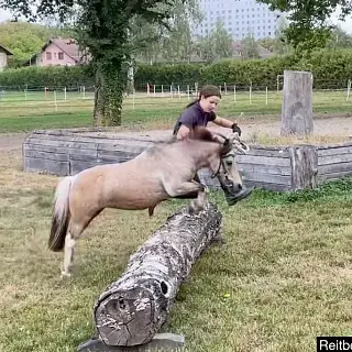 Vorschaubild Nr. 1 zu Reitbeteiligung in 6343 Rotkreuz